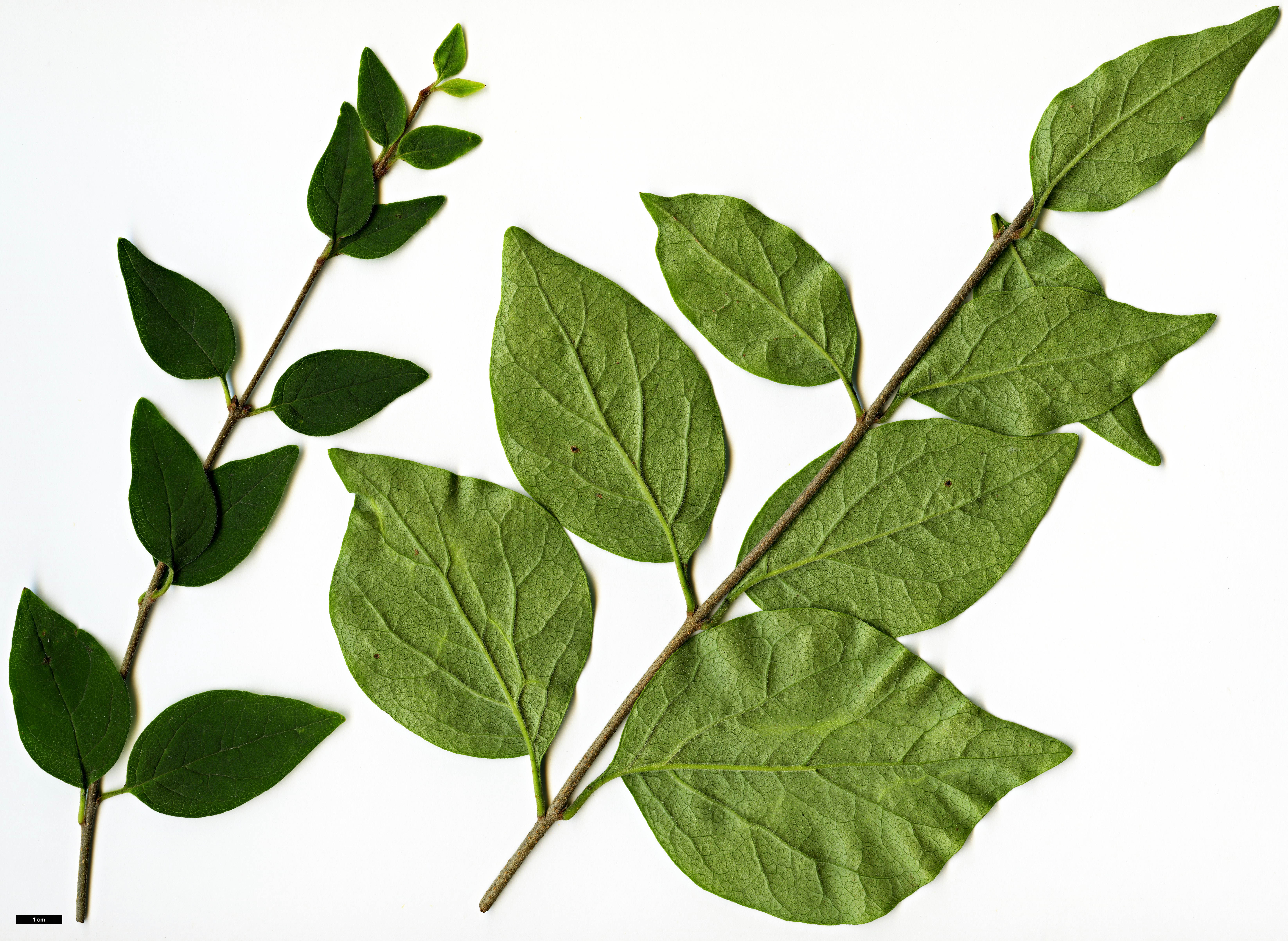 High resolution image: Family: Oleaceae - Genus: Syringa - Taxon: pubescens - SpeciesSub: subsp. microphylla 'Superba'